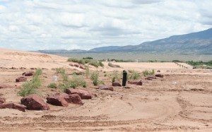 rocks and willows